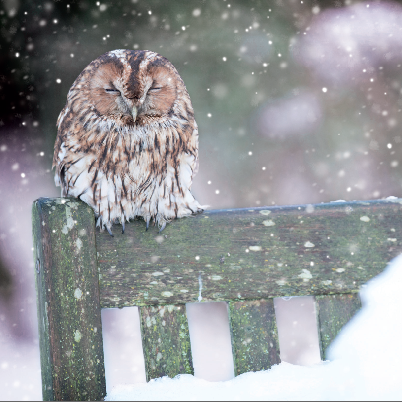 owl.PNG