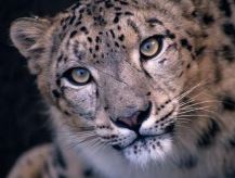 snowleopard.JPG