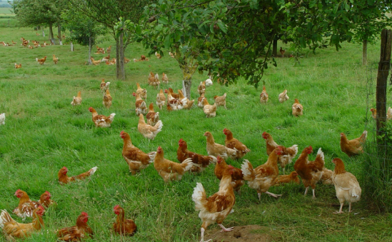 It is illegal in the EU to keep hens in barren battery cages. Your compassion CAN change the world. 