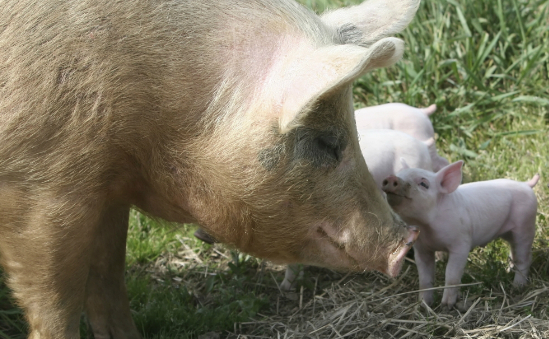 Legacies helped Compassion ban pigs being permanently confined in narrow cages throughout the EU.