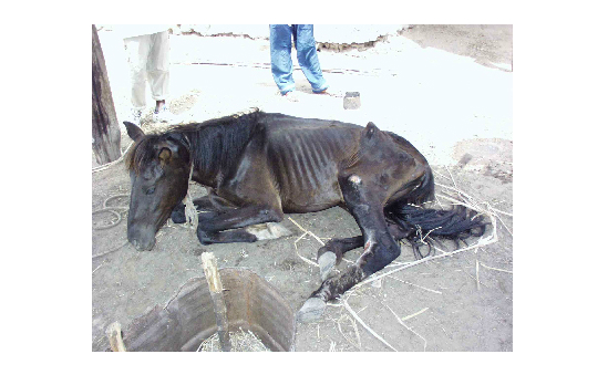 Lazarus - The founding horse of the Gambia Horse and Donkey Trust