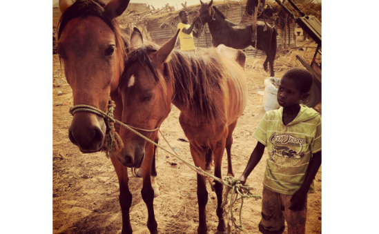 Boy brings his sick horses to a mobile veterinary clinic