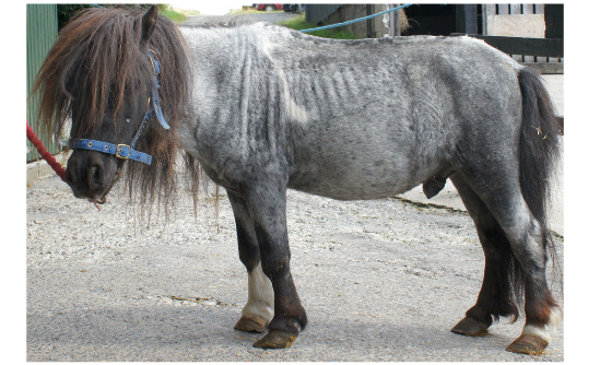 HAPPA Gandalf when he first arrived at our Centre.