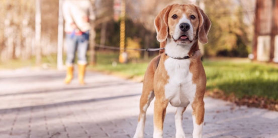 Join the Dog Jog!