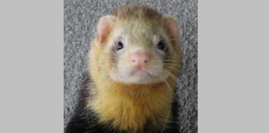 Adopt a Furry Friend Friday!