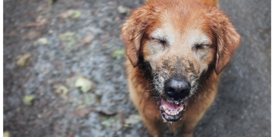 Muddy Dog Challenge 2017