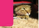 https://live-mie-charitychoice.pantheonsite.io/sites/default/files/styles/charity_title_logo_125x92/public?itok=RdJgBzl1